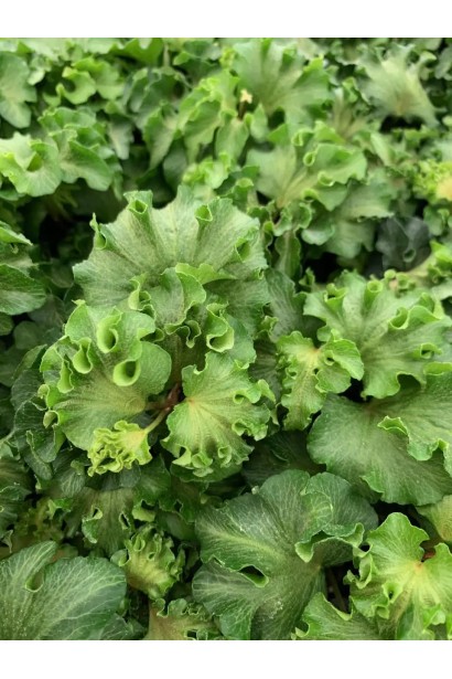 Крупний план кучерявого листя плюща Парслей Крестед